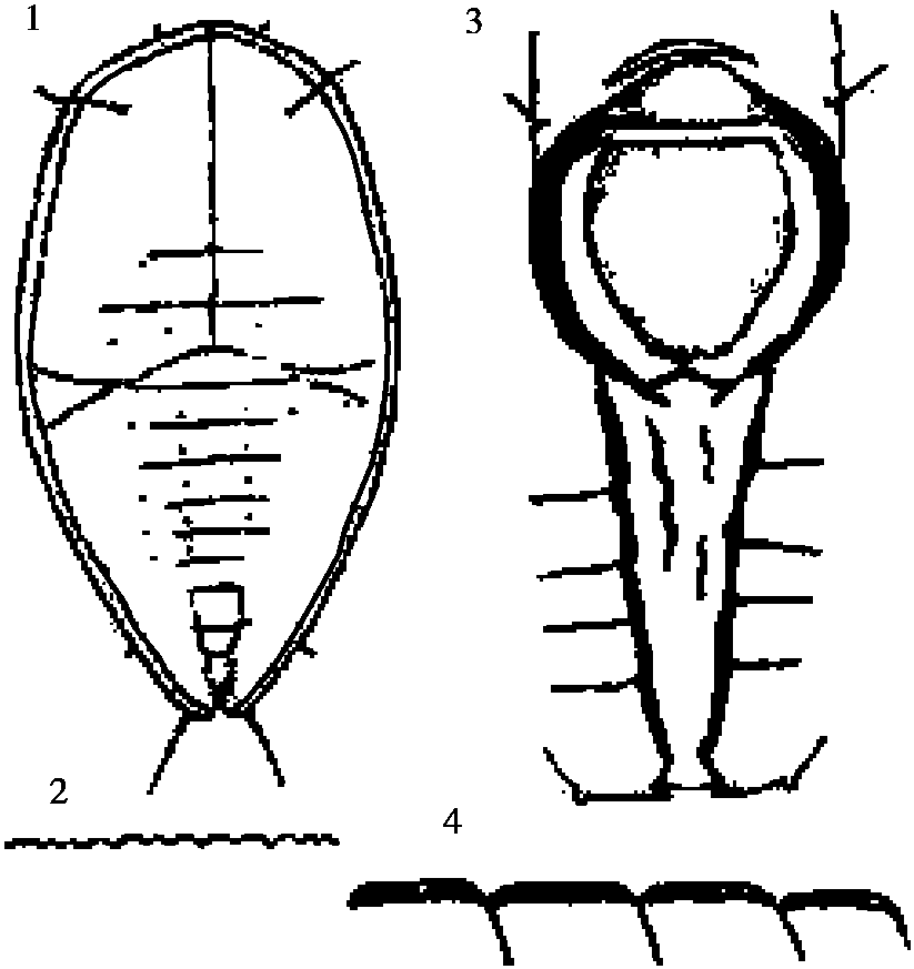 40.尖葉槭粉虱